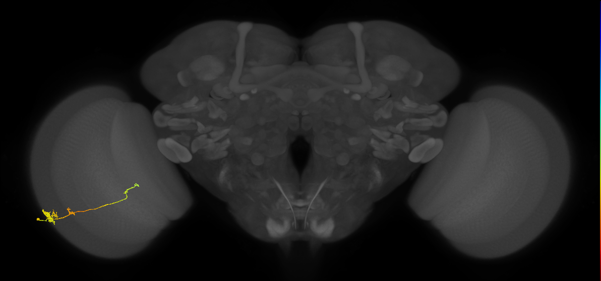Tm4_L (MaleCNS:580388)
