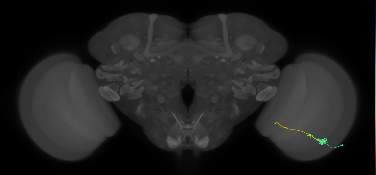 Tm4_R (MaleCNS:73367)