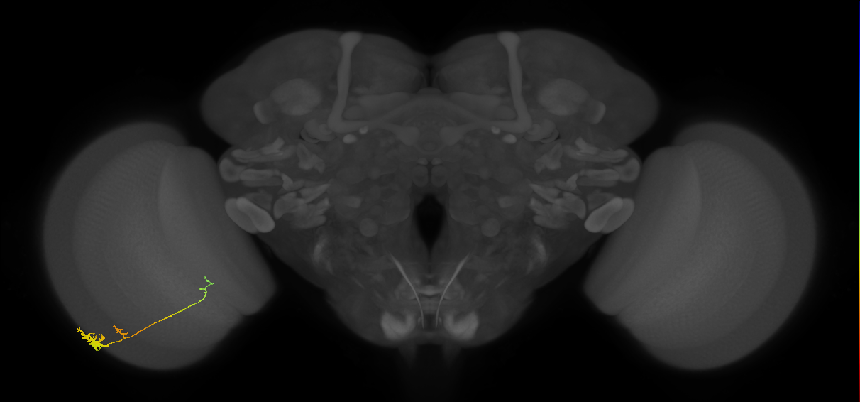 Tm4_L (MaleCNS:55659)