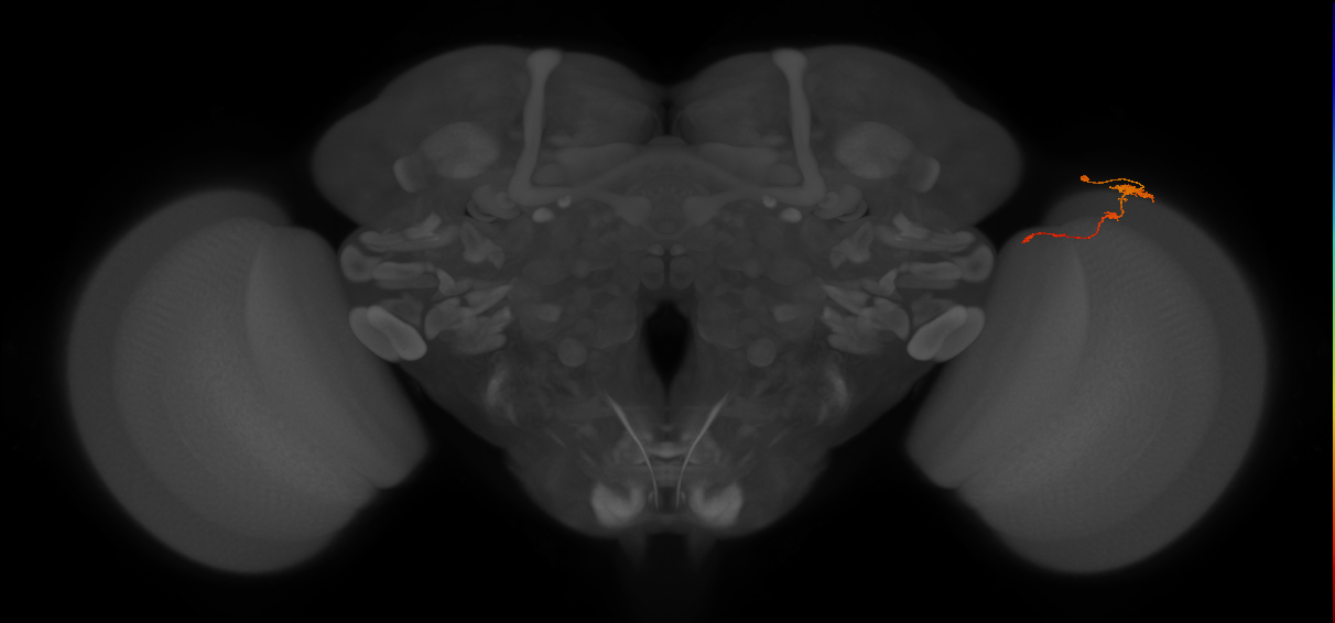 Tm4_R (MaleCNS:107960)