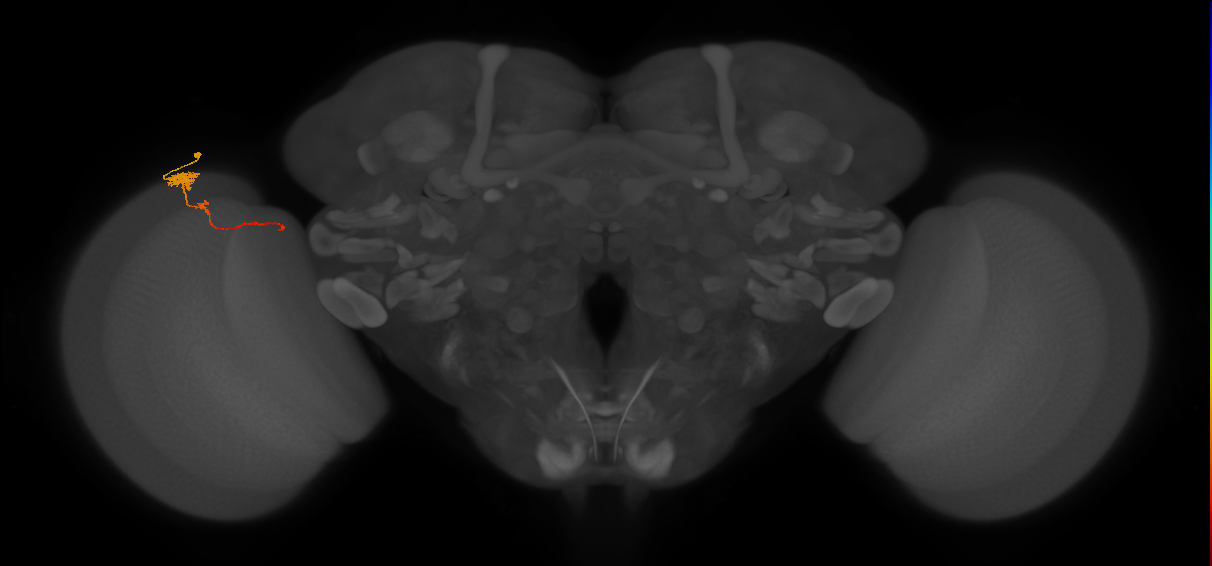 Tm4_L (MaleCNS:132095)