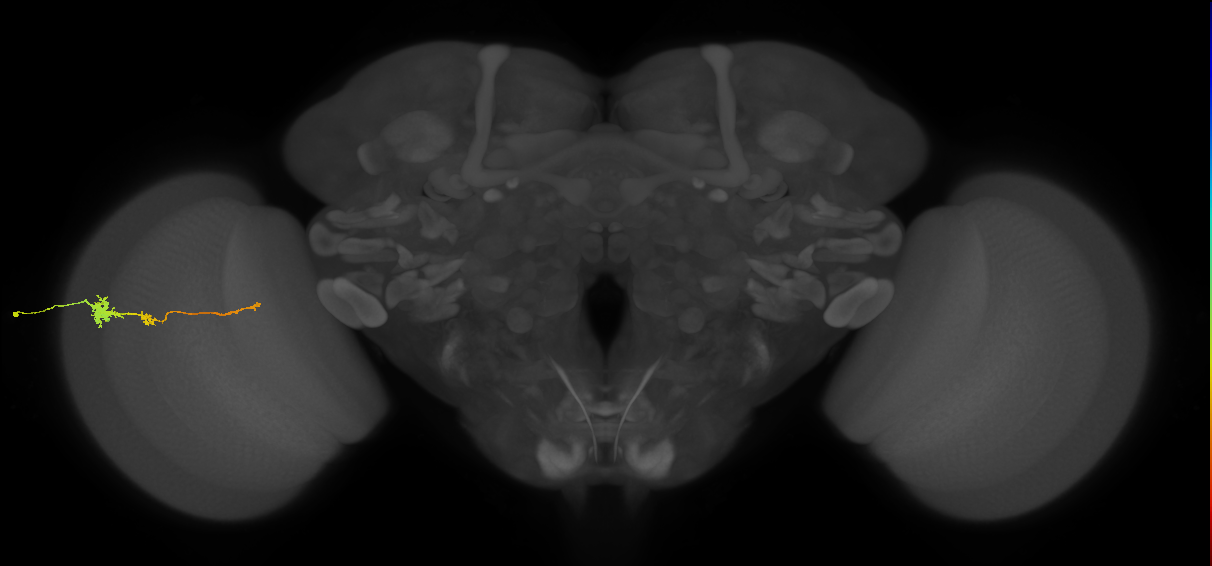 Tm4_L (MaleCNS:136473)