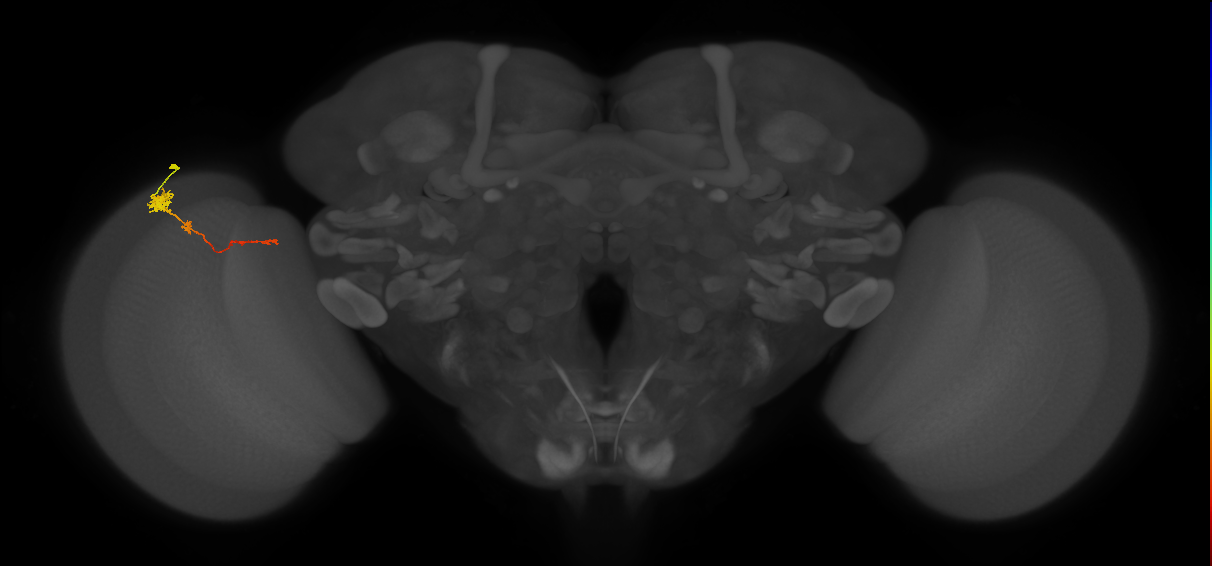 Tm4_L (MaleCNS:54973)