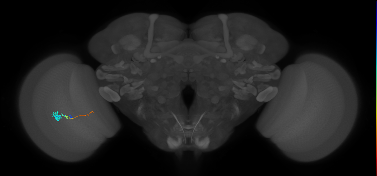 Tm4_L (MaleCNS:48450)