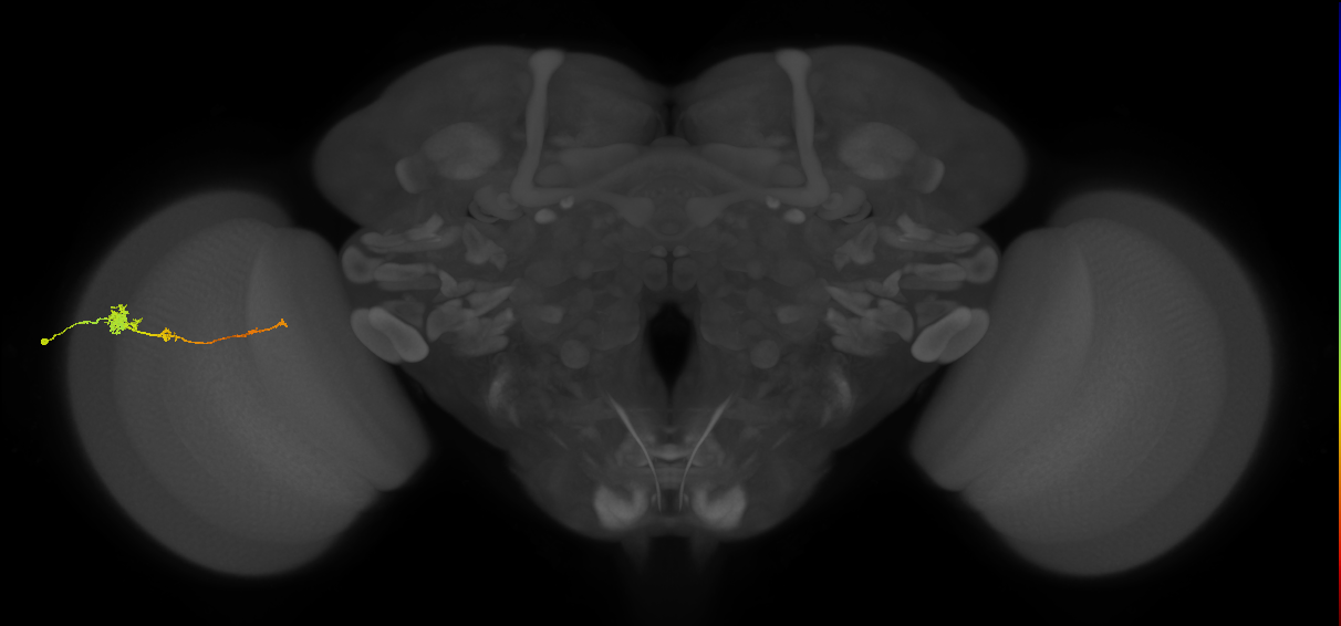 Tm4_L (MaleCNS:68749)