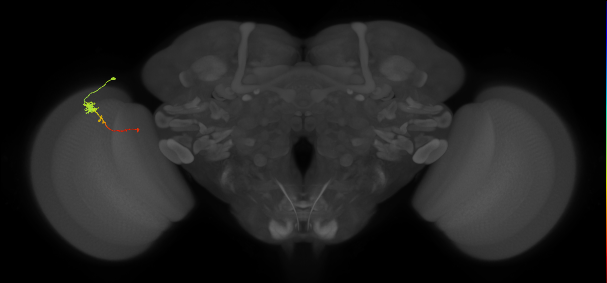 Tm4_L (MaleCNS:535586)