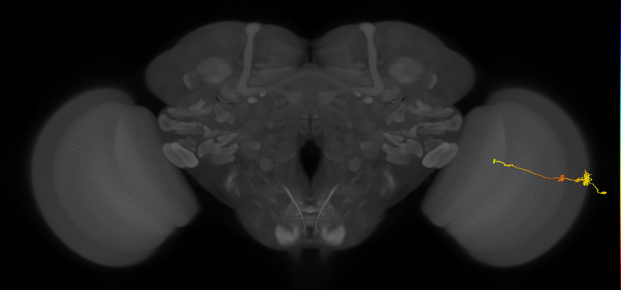Tm4_R (MaleCNS:67223)