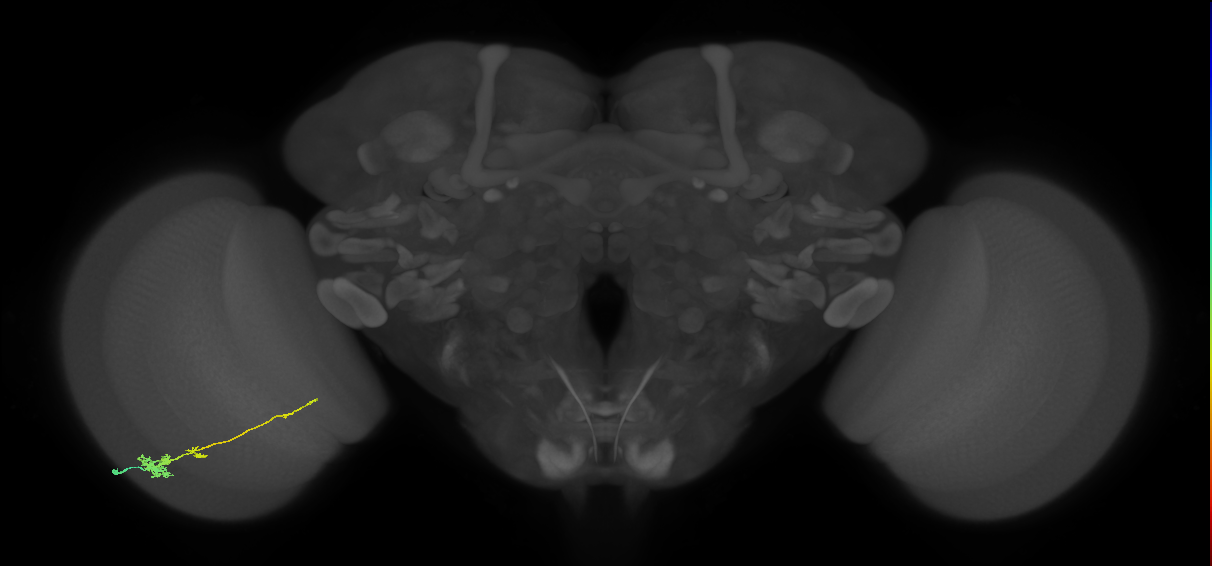 Tm4_L (MaleCNS:542103)