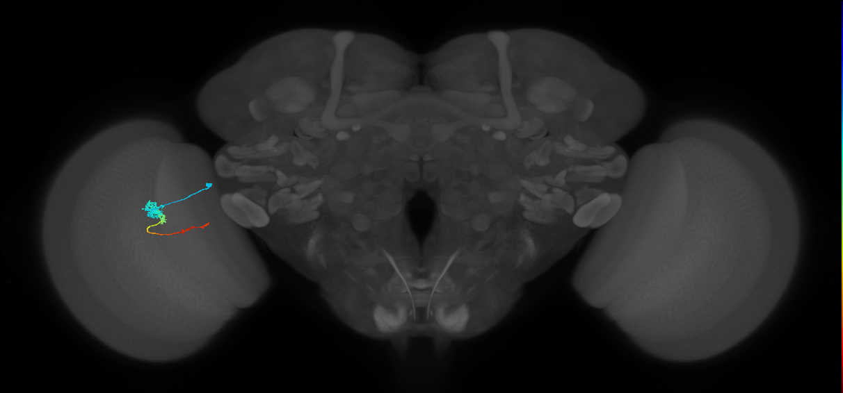 Tm4_L (MaleCNS:515385)