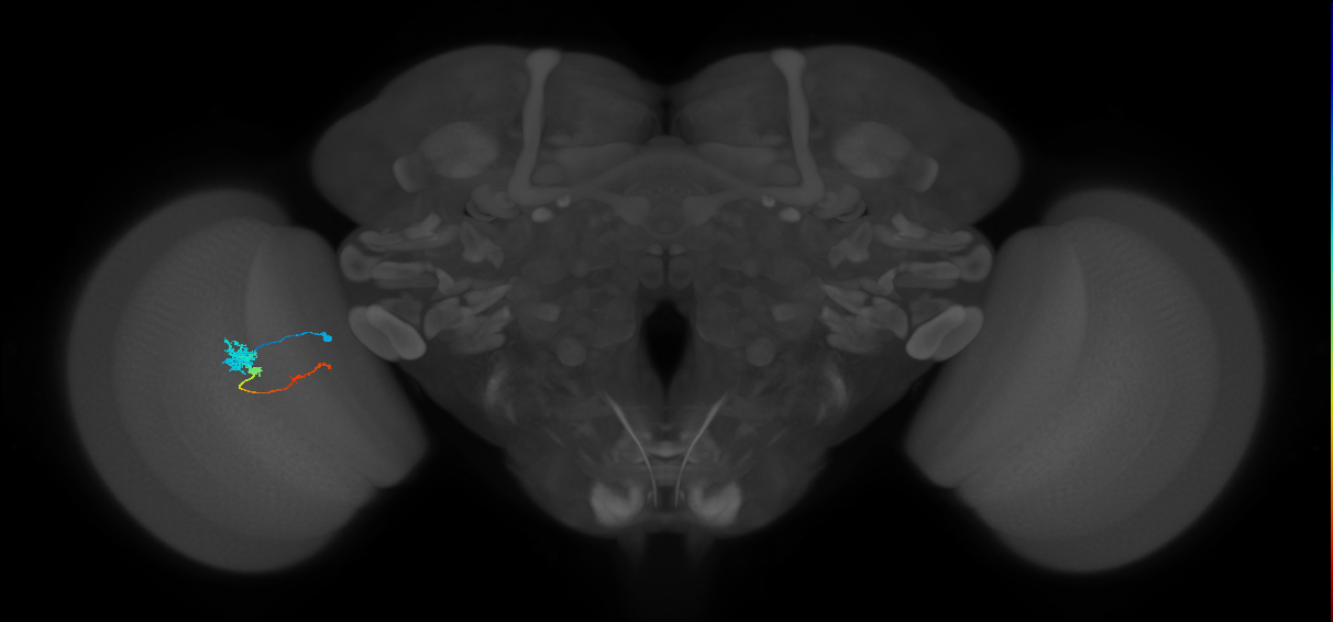 Tm4_L (MaleCNS:87354)