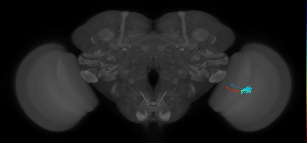 Tm4_R (MaleCNS:70170)