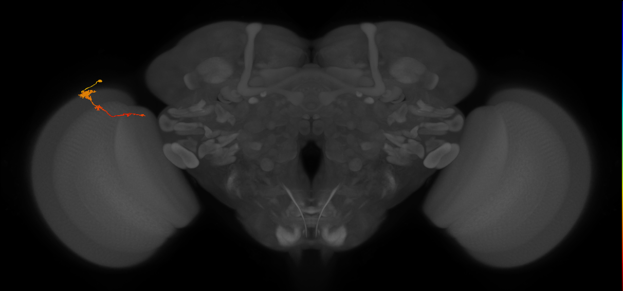 Tm4_L (MaleCNS:91305)