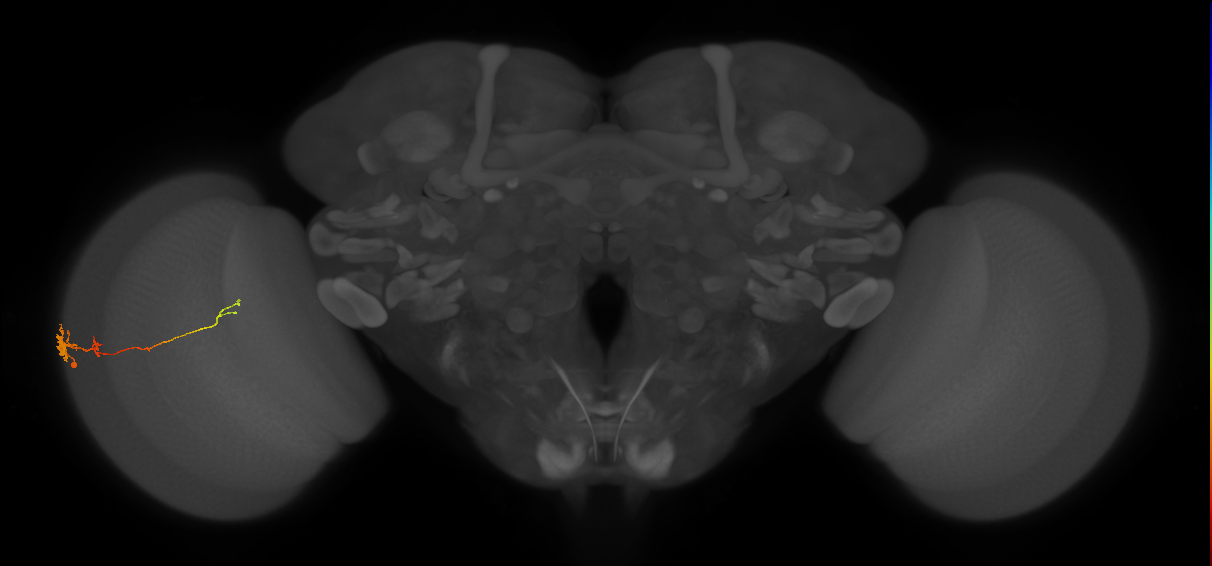Tm4_L (MaleCNS:28965)