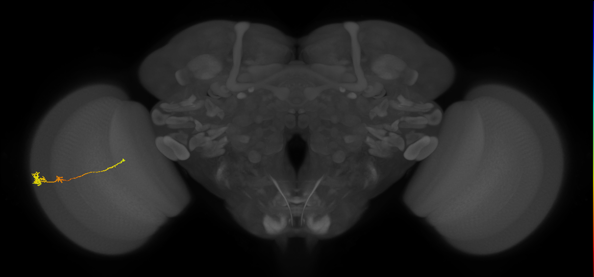 Tm4_L (MaleCNS:22669)