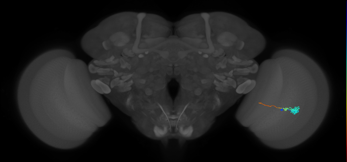 Tm4_R (MaleCNS:71306)