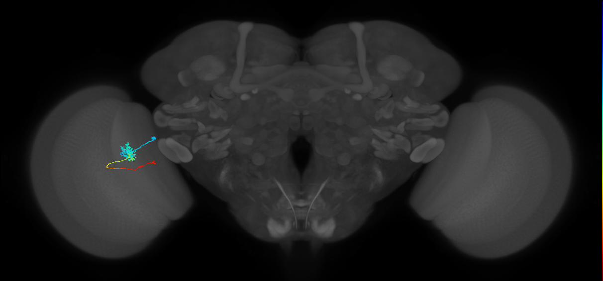 Tm4_L (MaleCNS:516390)