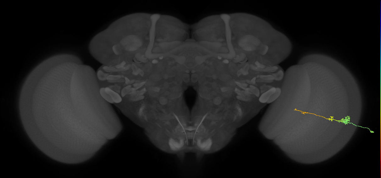 Tm4_R (MaleCNS:66930)
