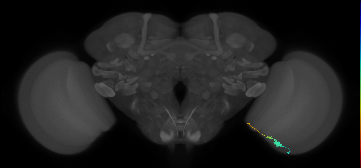 Tm4_R (MaleCNS:103981)