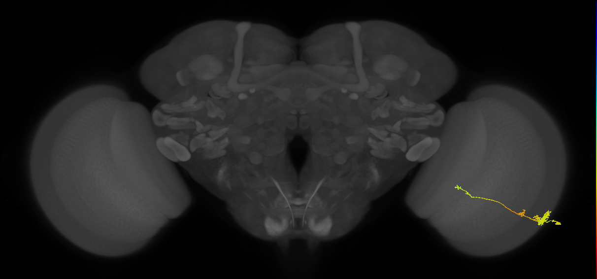Tm4_R (MaleCNS:60914)