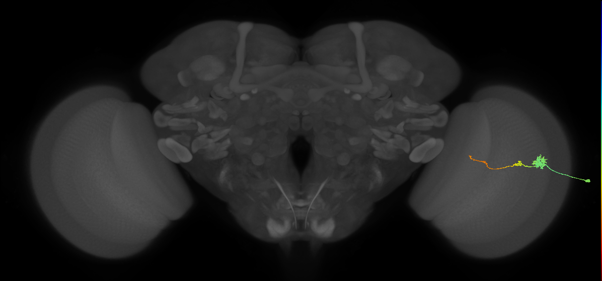 Tm4_R (MaleCNS:69632)