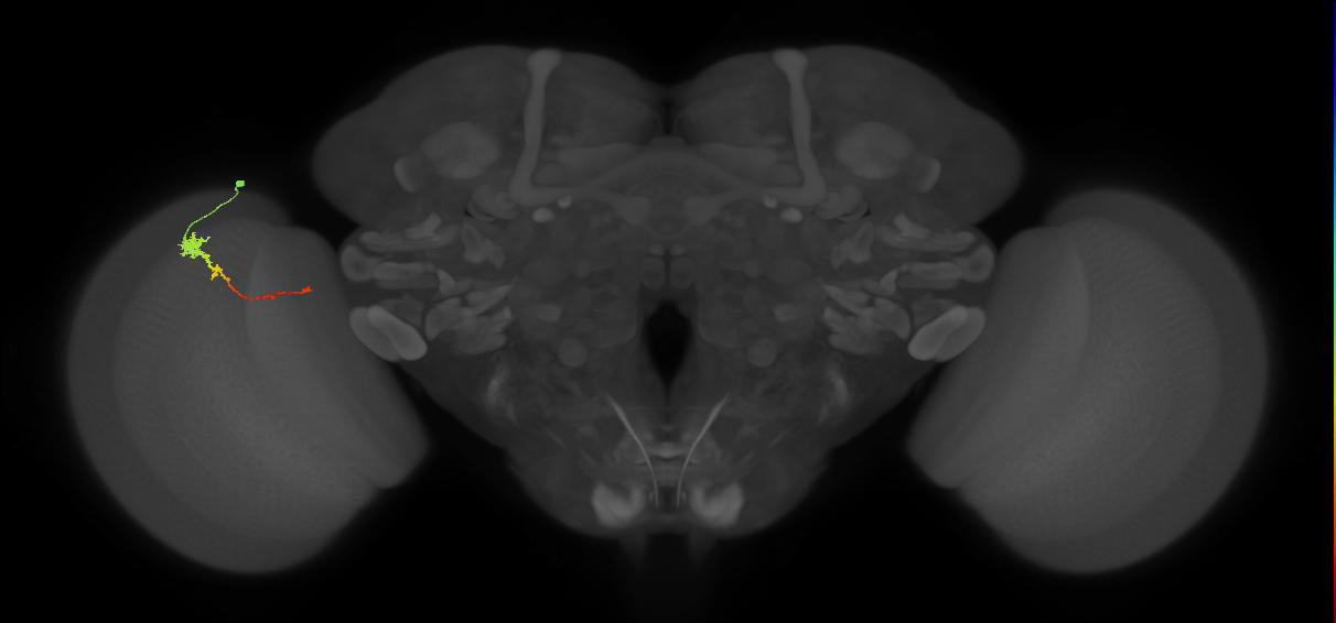 Tm4_L (MaleCNS:31761)