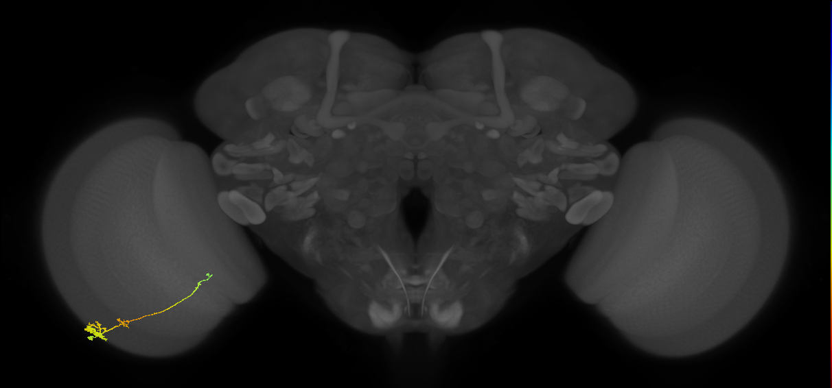 Tm4_L (MaleCNS:544189)