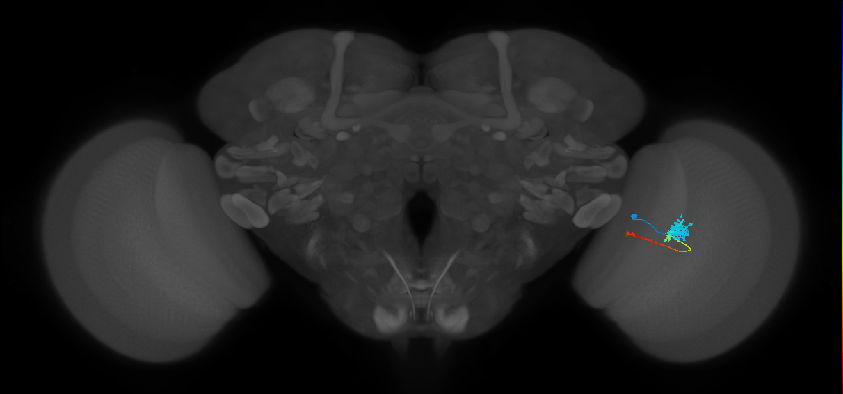 Tm4_R (MaleCNS:69115)