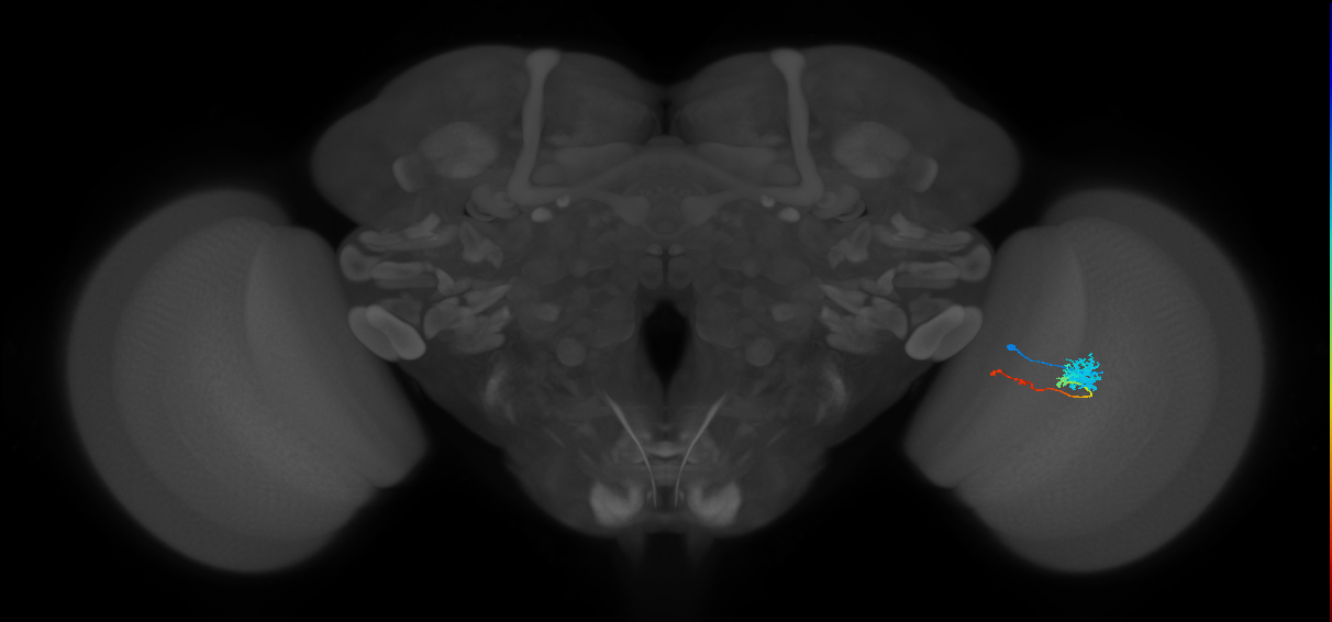Tm4_R (MaleCNS:68923)