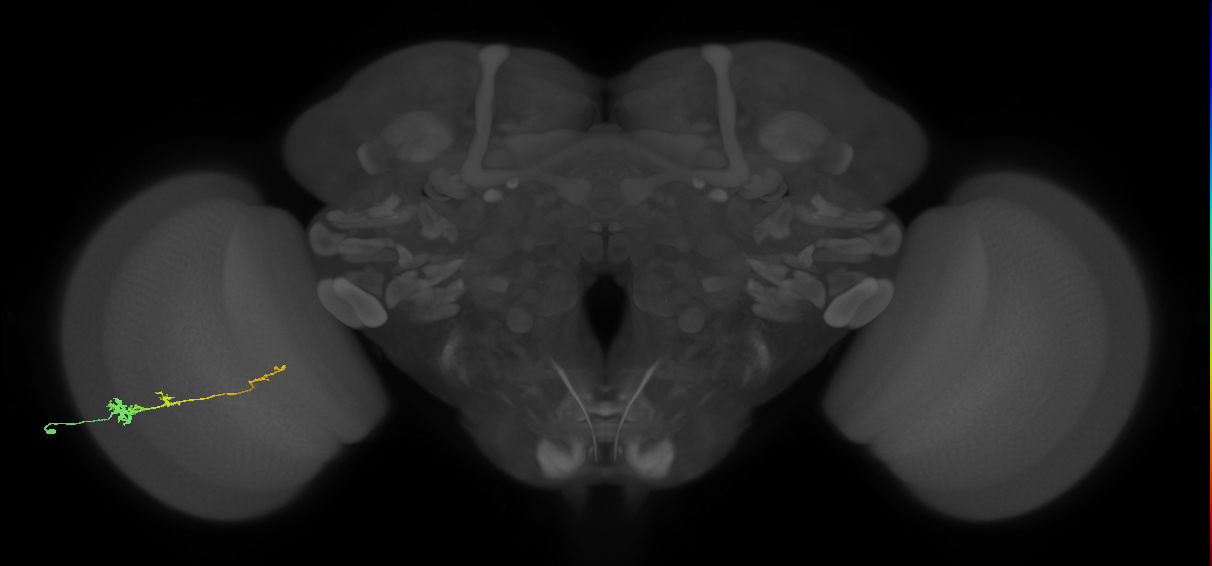 Tm4_L (MaleCNS:35816)