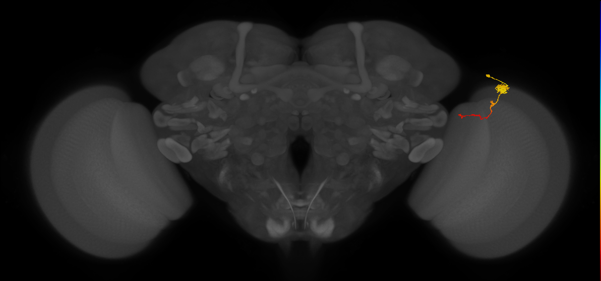 Tm4_R (MaleCNS:80416)