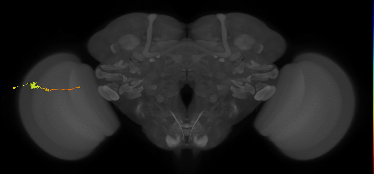 Tm4_L (MaleCNS:81101)