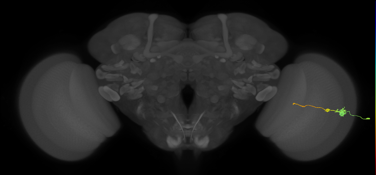 Tm4_R (MaleCNS:103052)