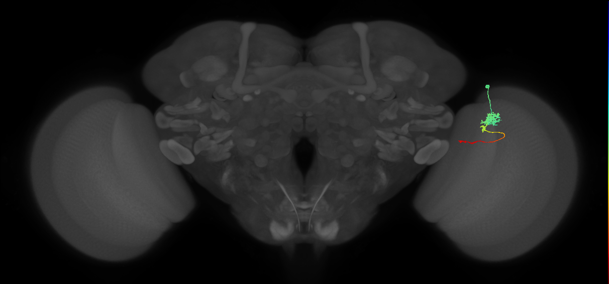 Tm4_R (MaleCNS:83037)