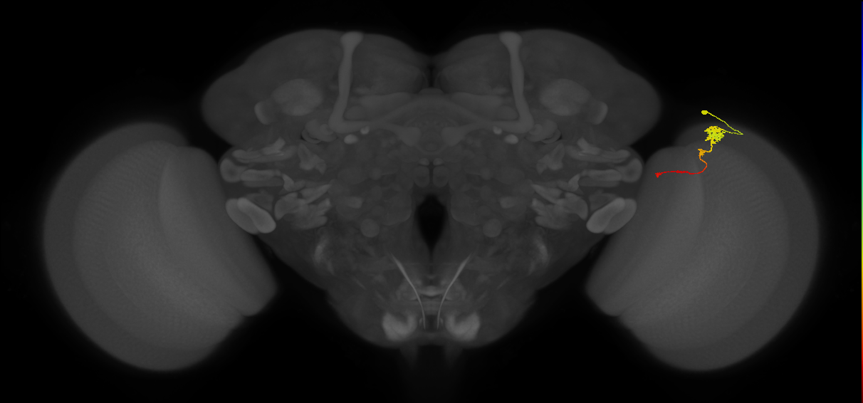 Tm4_R (MaleCNS:79731)