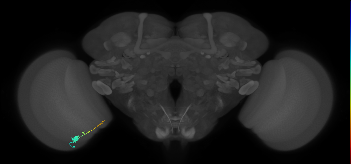 Tm4_L (MaleCNS:39636)