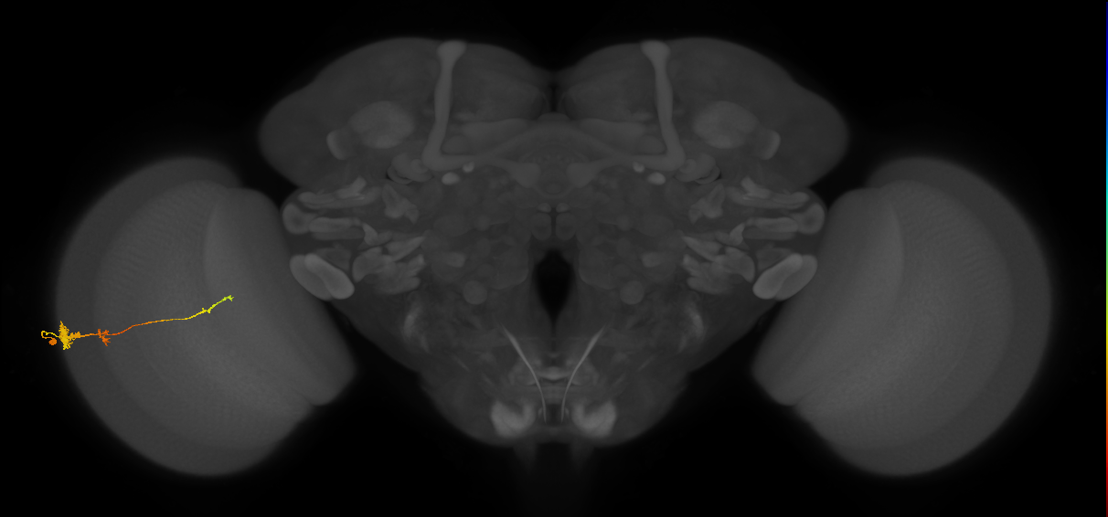 Tm4_L (MaleCNS:69313)