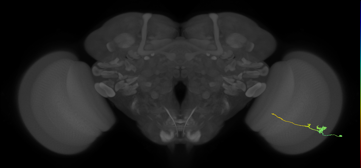 Tm4_R (MaleCNS:68388)