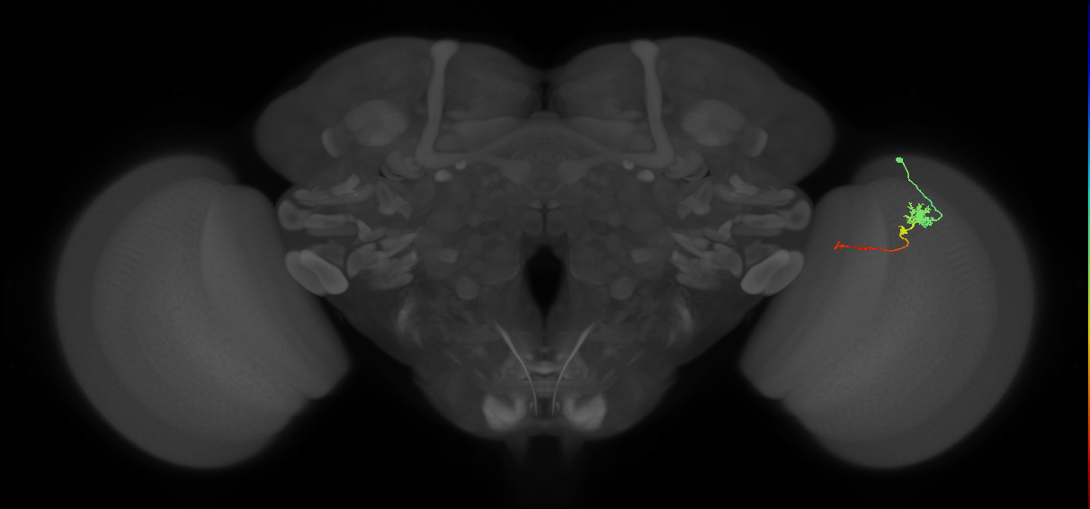 Tm4_R (MaleCNS:81487)
