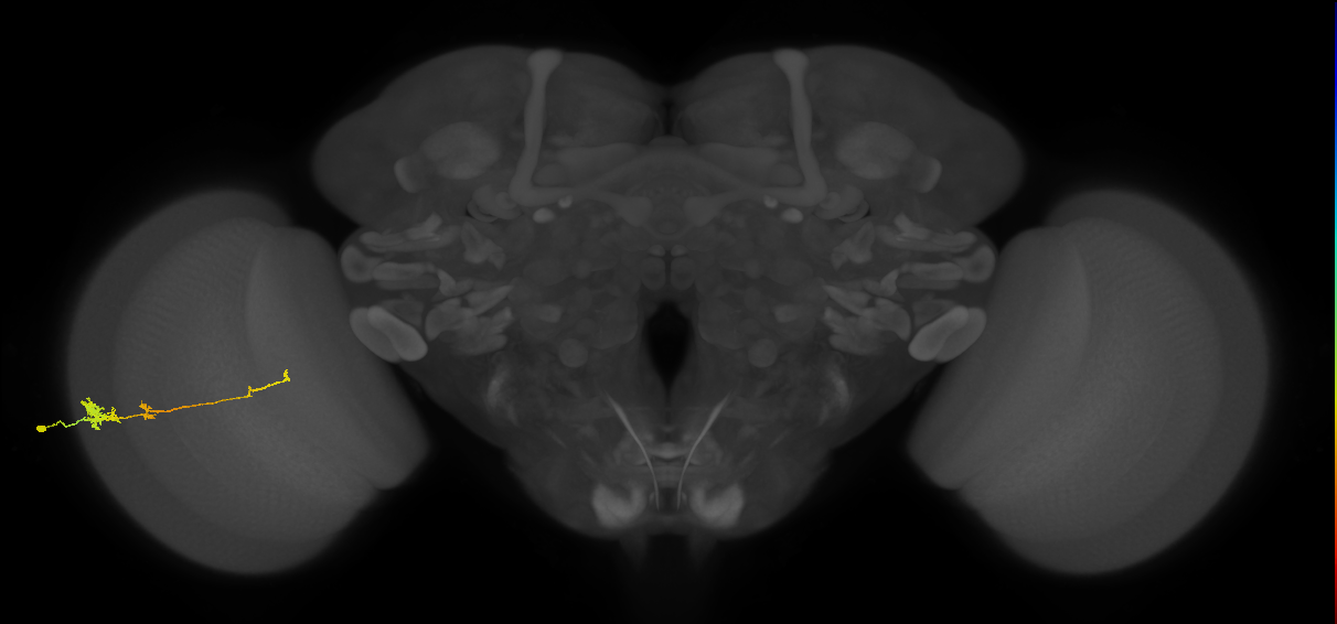 Tm4_L (MaleCNS:63439)