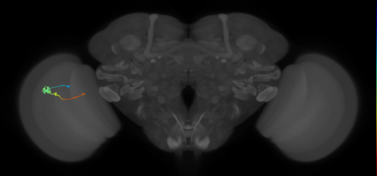 Tm4_L (MaleCNS:517541)
