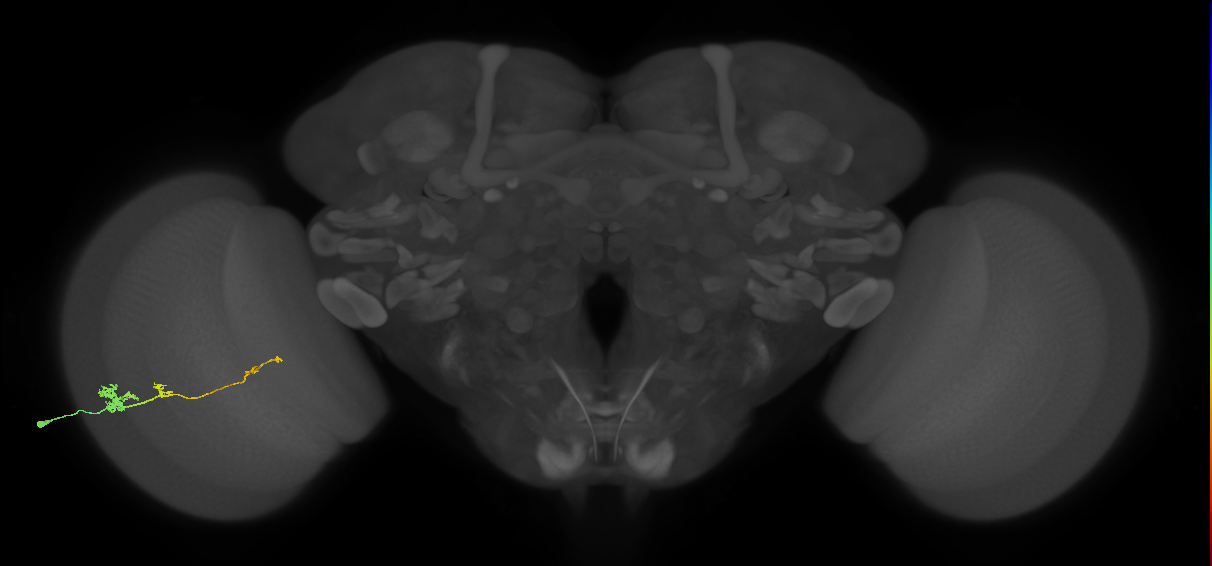 Tm4_L (MaleCNS:543160)