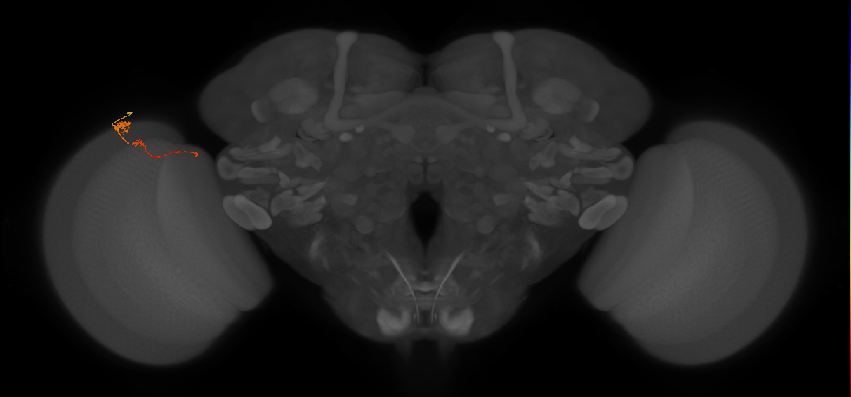 Tm4_L (MaleCNS:159578)