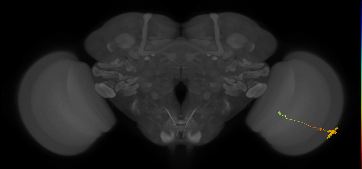 Tm4_R (MaleCNS:77376)