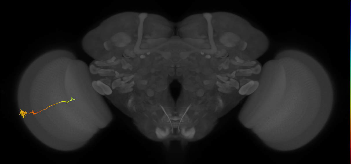 Tm4_L (MaleCNS:531279)