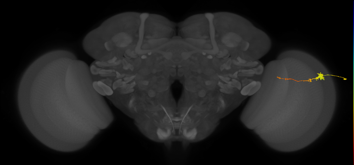 Tm4_R (MaleCNS:84996)
