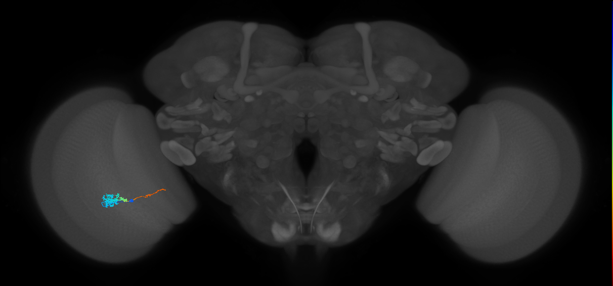 Tm4_L (MaleCNS:128849)