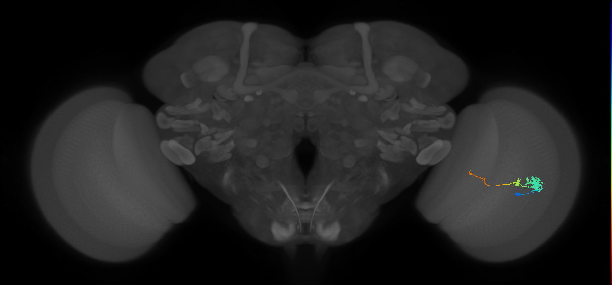 Tm4_R (MaleCNS:66919)