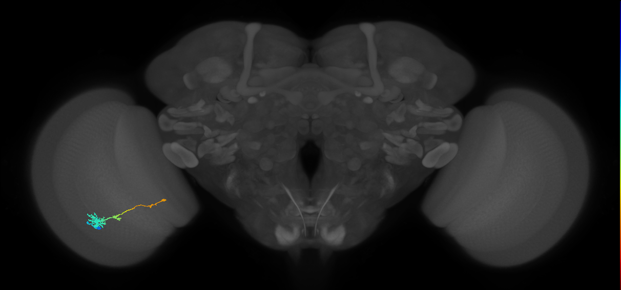 Tm4_L (MaleCNS:81225)