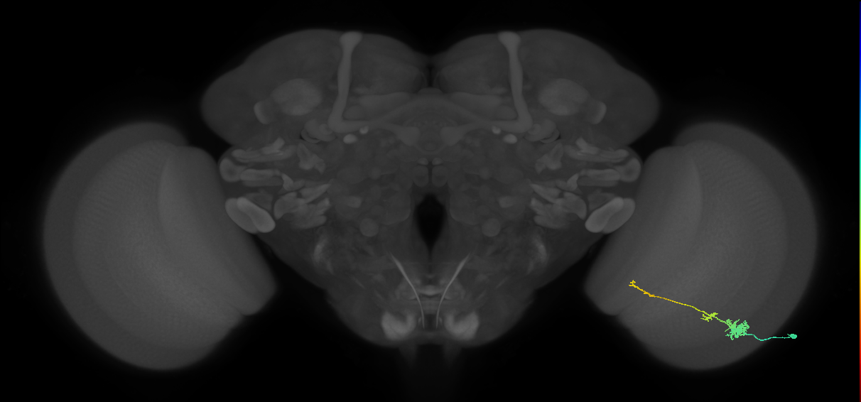 Tm4_R (MaleCNS:58844)