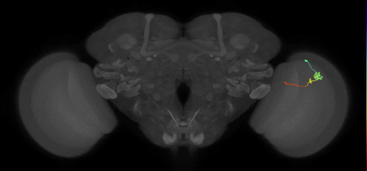 Tm4_R (MaleCNS:79014)
